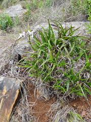 Xerophyta schlechteri