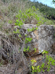 Crassula sarcocaulis