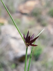 Cyperus macranthus