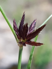 Cyperus macranthus