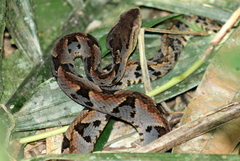 Bothrops brazili