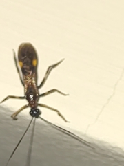 Graptocleptes