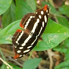 Catonephele mexicana