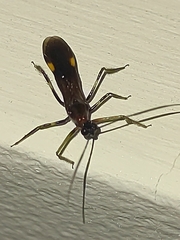 Graptocleptes