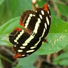 Catonephele mexicana