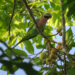 Psittacula alexandri fasciata