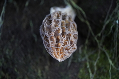 Morchella rufobrunnea