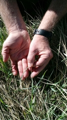 Elymus smithii