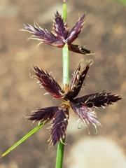 Cyperus semitrifidus