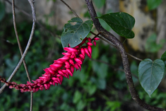 Neorudolphia volubilis