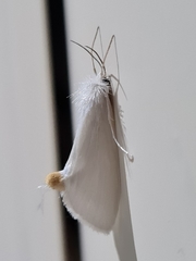 Rupela albinella