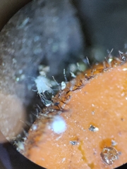 Scutellinia olivascens