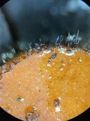 Scutellinia olivascens