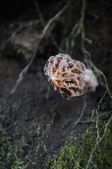 Morchella rufobrunnea