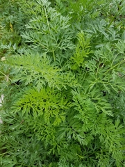 Daucus carota sativus