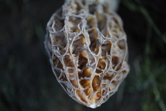 Morchella rufobrunnea