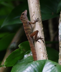 Anolis gundlachi