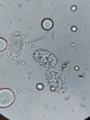 Scutellinia olivascens