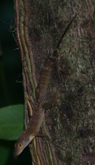 Anolis gundlachi