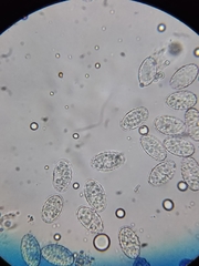 Scutellinia olivascens