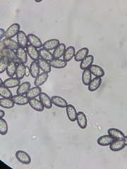 Scutellinia olivascens