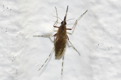 Aedes nigromaculis