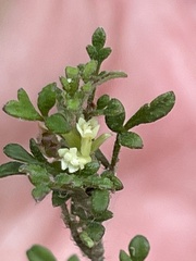 Xanthosia