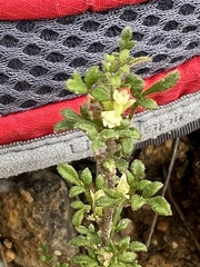 Xanthosia