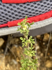 Xanthosia