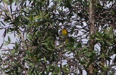 Spindalis portoricensis