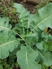 Brassica oleracea italica