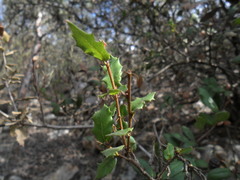 Quercus cedrosensis