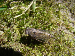 Neocicada hieroglyphica