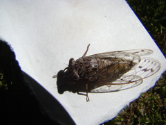 Neocicada hieroglyphica