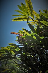 Alpinia boia