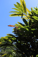 Alpinia boia