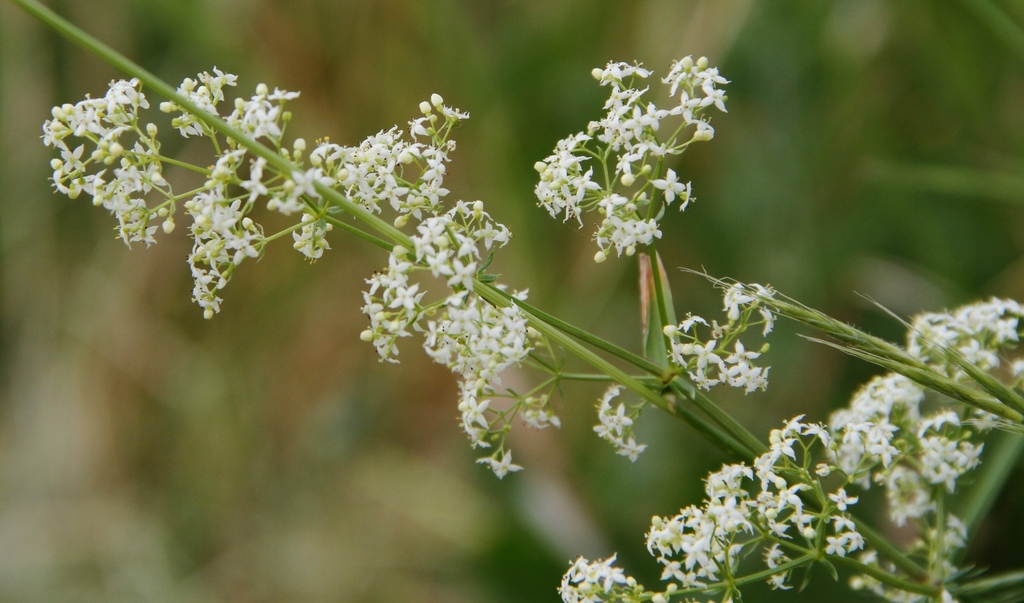 Hedge Bedstraw (Buxton White/Green Flowering Plants) · BioDiversity4All