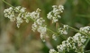 White Bedstraw - Photo (c) Wildlife in a Dorset garden. Thanks for 150,000 views, some rights reserved (CC BY-NC-SA)