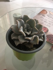 Echeveria lilacina