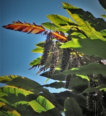 Alpinia boia