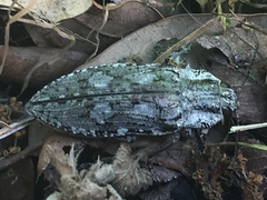 Texania fulleri