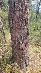 Corymbia gummifera
