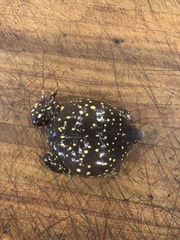 Hemisus guttatus