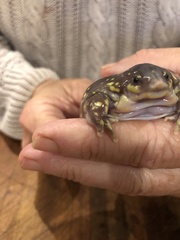 Hemisus guttatus