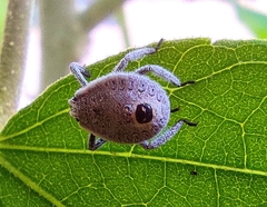 Erthesina acuminata