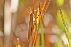 Leptysma marginicollis