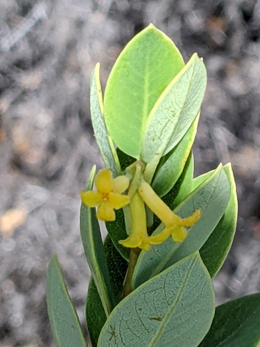 Image of Wikstroemia phillyreifolia by (c) David Anderson, some rights reserved (CC BY)