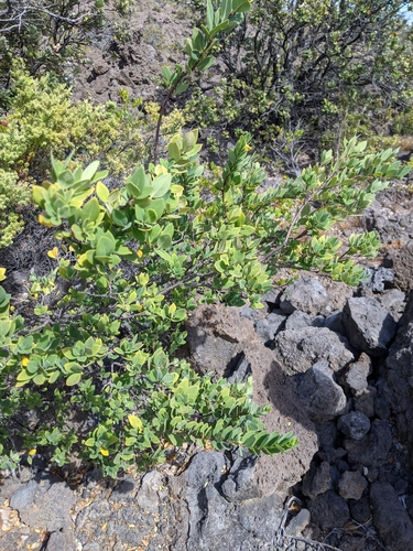 Image of Wikstroemia phillyreifolia by (c) David Anderson, some rights reserved (CC BY)