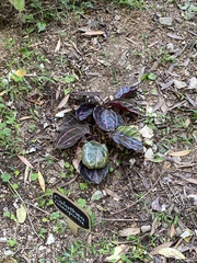 Goeppertia roseopicta