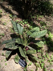 Goeppertia sanderiana